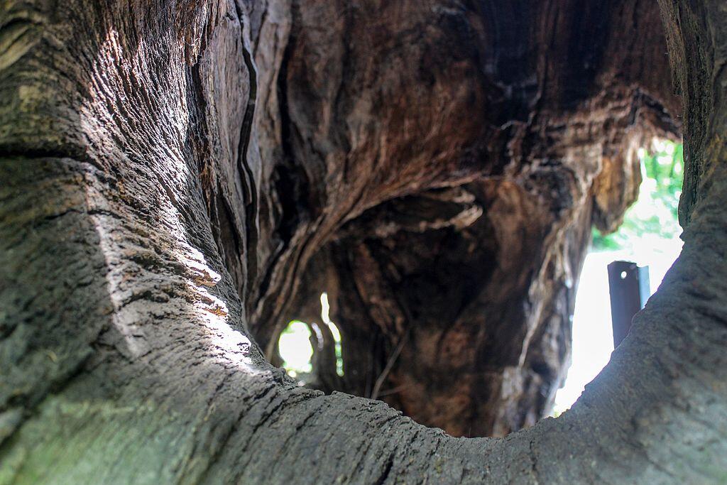 Найстаріший київський дуб - Дуб Грюневальда.